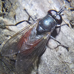 Psarus abdominalis